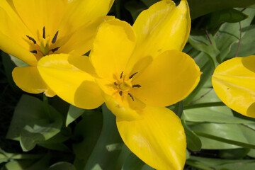 Fototapeta premium closeup of a sunny yellow tulip in the garden, view from above - tulipa 
