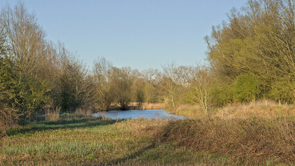 Fototapeta premium marsh landscape with golden reed and bare winter trees in Bourgoyen nature reserve, Ghent, Flanders, Belgium 
