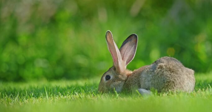 Brown rabbit resting on green grass in spring meadow with soft natural background