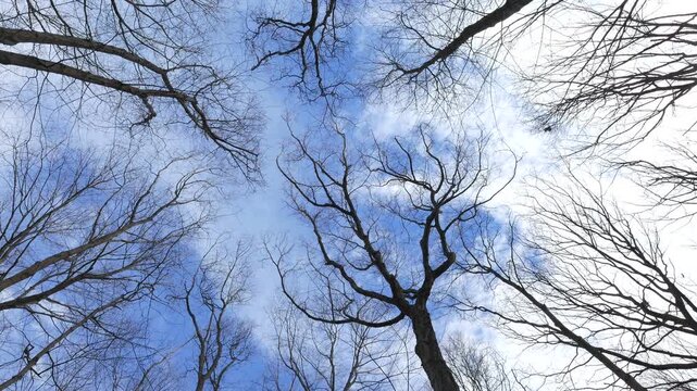 Winter trees without leaving swaying hypnotically in a cool breeze against a blue sky with clouds.