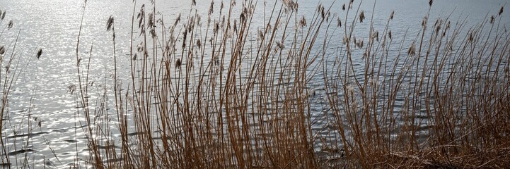 Obraz premium Tall grass sways by the water in a natural setting during daytime hours on a sunny day