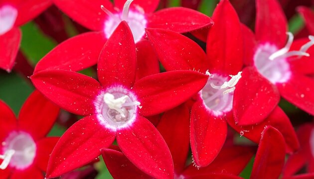 Close-up of Vibrant Red Pentas Flowers in Full Bloom.