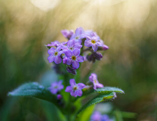 Delikatne kwiaty niezapominajki w miękkim świetle poranka. Zbliżenie na fioletowe płatki z żółtym środkiem na rozmytym tle z efektem bokeh. Wiosenny, radosny nastrój budzącej się natury. © Henryk Niestrój