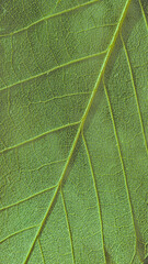 Obraz premium Detailed macro texture of a green leaf with intricate vein patterns, high resolution authentic botanical background