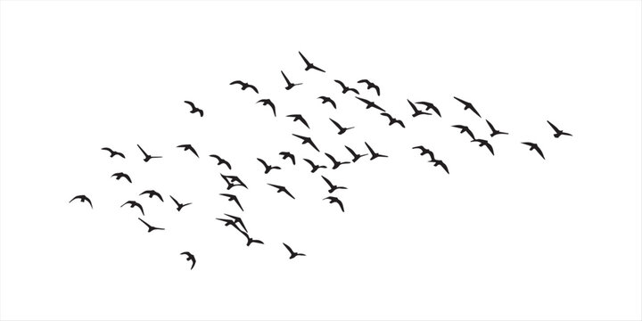 A flock of birds flying in formation isolated on white background, Vector