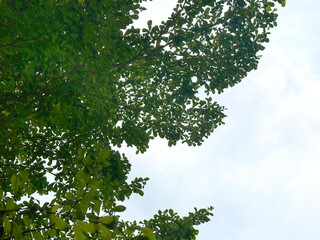 Fototapeta premium Series of Rain Trees leaves and branches or known as Samanea Saman under a bright sunny blue sky. Mostly grown in summer and tropical countries. Natural tree photo background texture