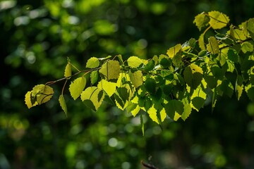 Słoneczne ujęcie gałązki brzozy z jasnozielonymi liśćmi na ciemnym, rozmytym tle lasu. Naturalne podświetlenie podkreśla strukturę liści. Idealne na nastrojowe tło eko. © Henryk Niestrój