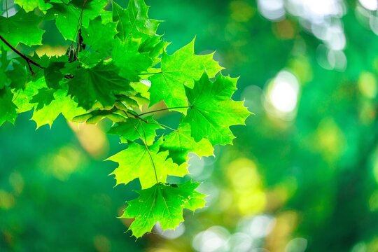 Świeże, zielone liście klonu na gałęzi w pełnym słońcu. Wiosenny detal przyrodniczy z pięknym efektem bokeh w tle. Symbol życia, ekologii i leśnego spokoju.