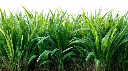 Fototapeta premium Gęsta, soczysta zielona trawa na czystym, białym tle. Świeża i naturalna kompozycja idealna do projektów ekologicznych.