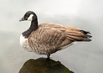 a Canada Goose (Branta canadensis) standing on small mound in water. Canada Geese are large wild geese distinguished by a black head and neck, prominent white cheek patches, a white area under the ch
