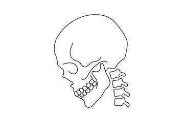 A stark black and white line drawing depicts a human skull in profile showcasing its anatomical structure and bony details © MSTRUNA