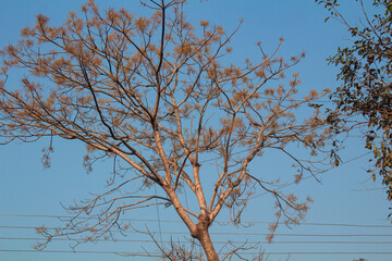 Obraz premium Leafless Tree Silhouette Against Clear Sky
