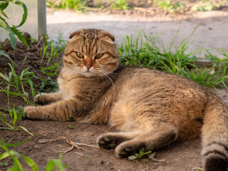 Obraz premium portrait of a golden tabby Scottish Fold cat with distinctive folded ears and intense amber eyes, lying relaxed on the earth inside a sunny garden greenhouse