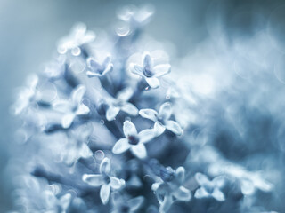 Eteryczne makro drobnych kwiatów w chłodnych, błękitnych barwach. Rozmyte tło bokeh nadaje zdjęciu marzycielski, spokojny charakter. Idealne do tematów wellness, designu i natury. © Henryk Niestrój