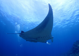 沖縄・石垣島海底でマンタウォッチング