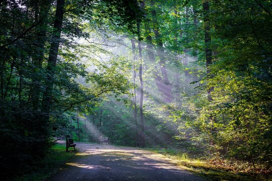 Magiczna leśna droga o świcie z efektownymi promieniami słońca przebijającymi się przez liście. Spokojny parkowy pejzaż z ławką, pełen harmonii i mistycznego światła w gęstym, zielonym lesie.