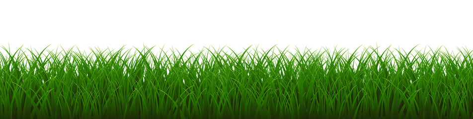 Fototapeta premium Green Grass Border And White Background
