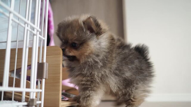 家のリビングで元気で遊んでいる可愛いポメラニアンの子犬の様子
