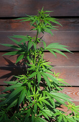 Green cannabis plant growing outdoors against a wooden fence in sunlight. Close-up of marijuana leaves with sharp shadows and wooden texture.
