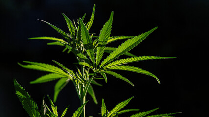 Green cannabis plant growing outdoors against a wooden fence in sunlight. Close-up of marijuana leaves on the black background.