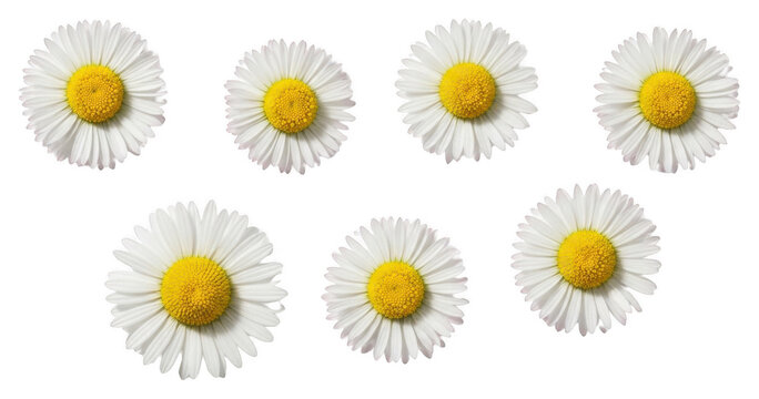 White daisy flowers png vibrant yellow centers png top-down perspective png eight flowers png transparent background png floral design