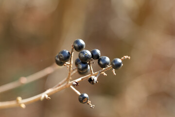 Wild black privet berries growing on dry twig