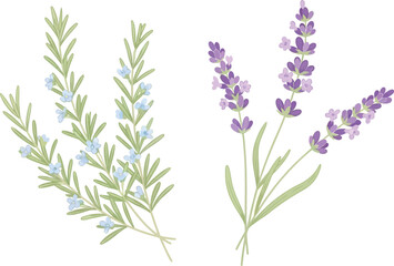 Obraz premium Rosemary and lavender sprigs are depicted in delicate watercolor style against a clean white background for herbal use.