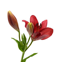 Naklejka premium Beautiful Lily flower isolate on white