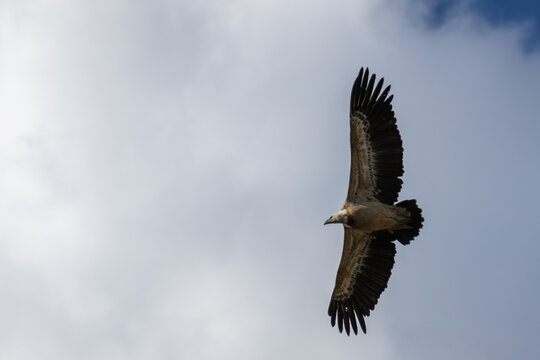 Vautour fauve