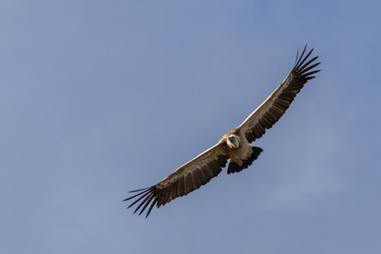 Vautour fauve