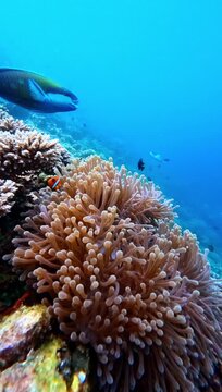 Dips into reef as Amphiprioninae (clownfish) weave through tentacles of Actiniaria (sea anemone). Anemone pulses softly, while distant fish glide through the azure depths. mesmerising underwater dance
