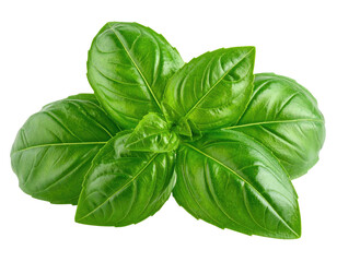 Fototapeta premium Fresh green basil leaves arranged in a cluster on a transparent background
