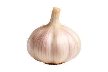 A single fresh garlic bulb isolated with delicate pink hues on transparent background