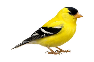 Obraz premium Detailed portrait of a vibrant yellow american goldfinch bird on transparent background