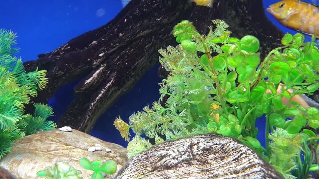 Vibrant African cichlids swimming in a decorative aquarium with artificial plants and driftwood. Beautiful freshwater fish of various colors creating a lively and calming atmosphere for home interior