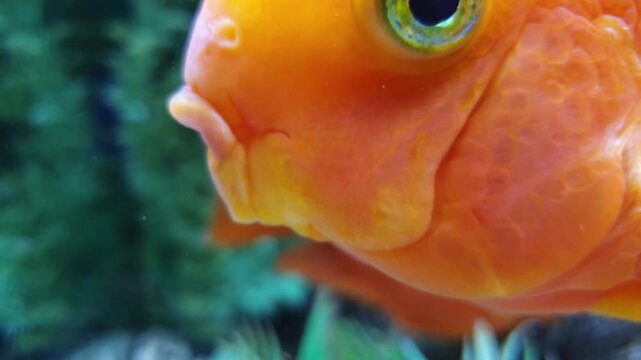 Extreme close-up of an orange blood parrot cichlid showing details of scales, eye, and funny mouth shape. Vibrant hybrid aquarium fish swimming slowly in front of the camera in a home tank