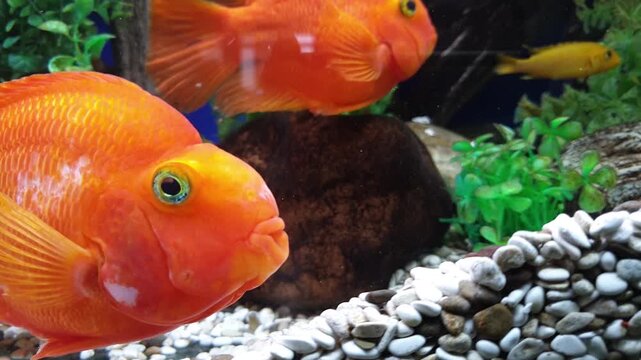Close-up of bright orange blood parrot cichlid fish swimming in a decorated home aquarium. A pair of exotic tropical fish in a clean tank with green plants and white pebbles.