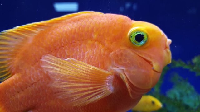 Close-up of a bright orange blood parrot cichlid swimming in an aquarium against a deep blue background. Detailed shot of an exotic hybrid fish with vibrant scales and expressive eyes