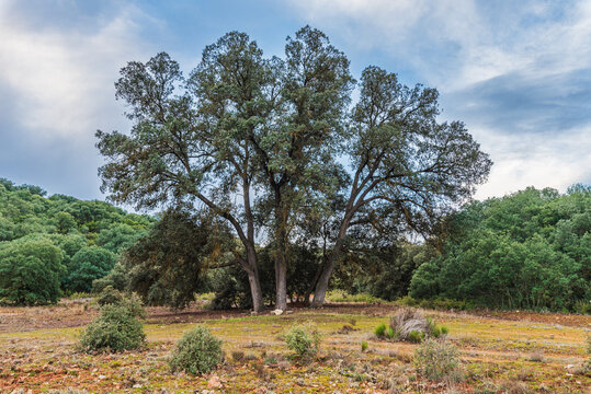 Carrasca Capitana (holm oak, Quercus ilex) in Lagunas de Ruidera Natural Park, Spain