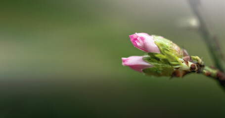 Spring background with blooming almond on a green background. Pink flowers, flowering season, nature, floral backdrop. Suitable for greeting cards, banners, advertising, social media, invitations, fes