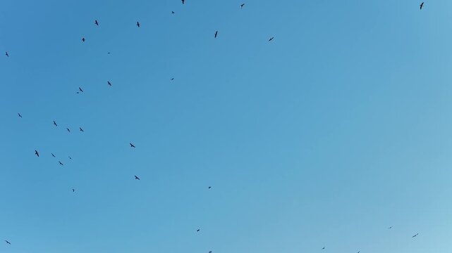 A low-angle drone shot showcasing the peaceful, fluid, and natural movements of a flock of seagulls freely flapping their wings and forming aesthetic formations against a deep blue sky.