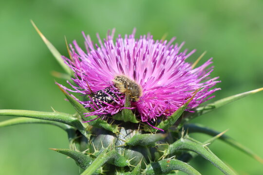 Milk thistle (Carduus acanthoides) with bee
