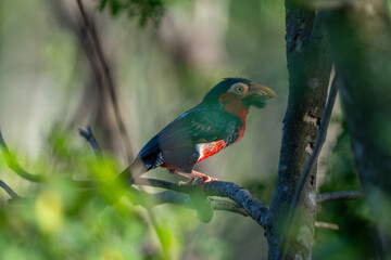 Fototapeta premium Bearded Barbet (Lybius dubius) perched in a thick bush, showing its heavy bill and red plumage.