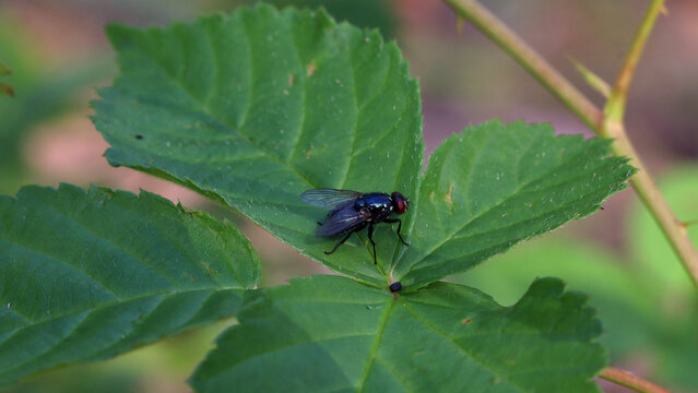 Close-up of a bluebottle fly on a vibrant green leaf.