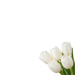 Fototapeta premium White tulips in bouquet on white background for International Women's Day celebration. White tulips arranged beautifully, symbolizing purity and beauty,