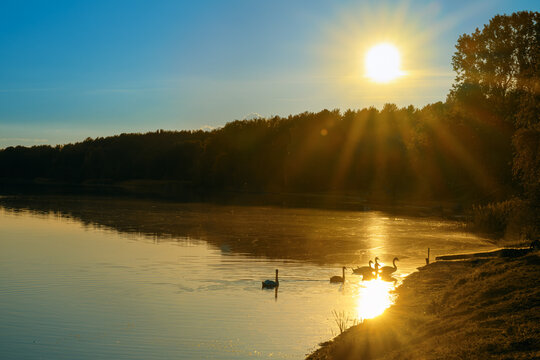 The setting sun is reflected in the surface of Lake Narach. A view of white swans basking in the bright rays of the setting sun.