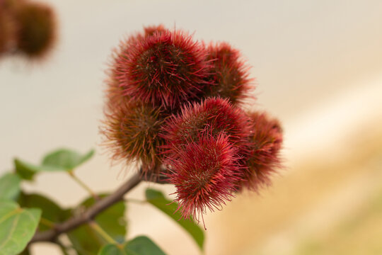 Close-up de frutos de urucum vermelhos e espinhosos em galhos de &aacute;rvore, composi&ccedil;&atilde;o horizontal colorida.