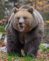 Fototapeta premium European brown bear in a colorful autumnal woodland
