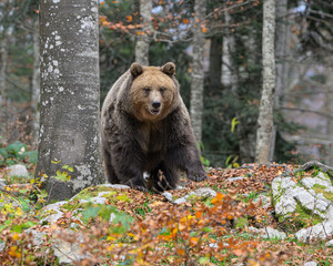 Fototapeta premium European brown bear in a colorful autumnal woodland