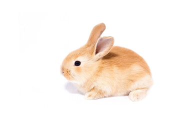 Obraz premium Cute Bunny Rabbit Sitting Detailed Fur Texture Easter Theme Animal Photography Isolated on white background